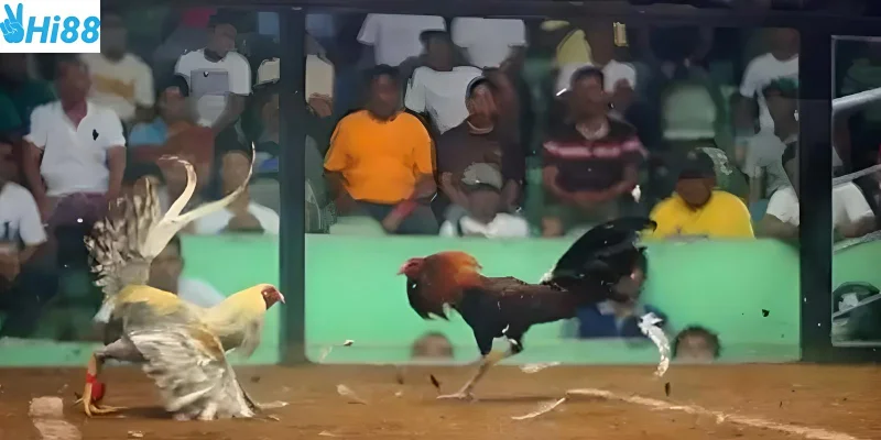 Áp dụng mẹo chơi để luôn có những cược thắng lớn