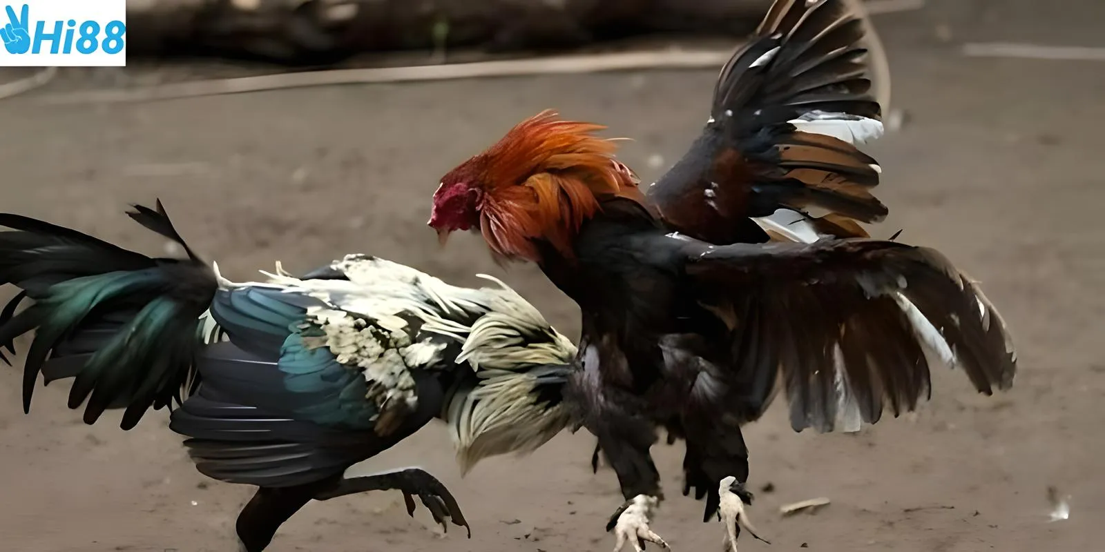 Các trận đấu của chiến kê mạnh mẽ giúp đá gà trực tiếp C1 thu hút người chơi
