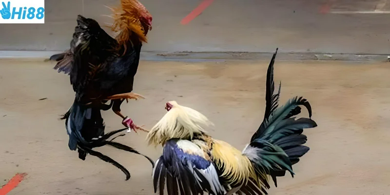 Chiến lược cược giúp bạn luôn thắng cược