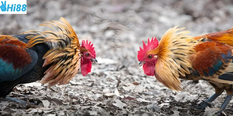 Đá gà mạnh là khái niệm chỉ những trận đấu của chiến kê hùng dũng