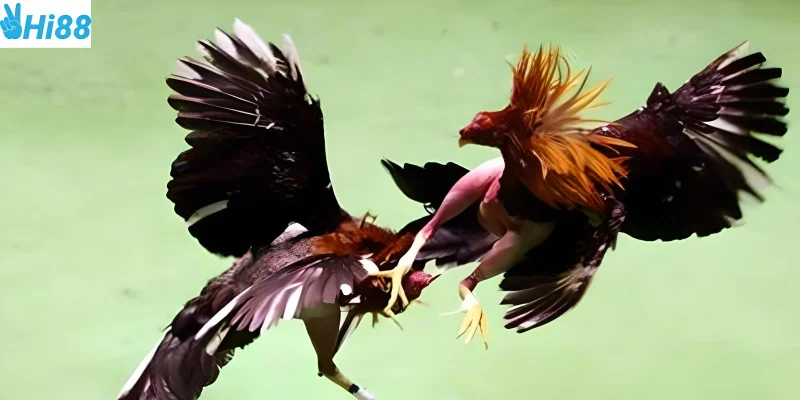 Sử dụng chiến thuật hợp lý giúp bạn luôn thắng