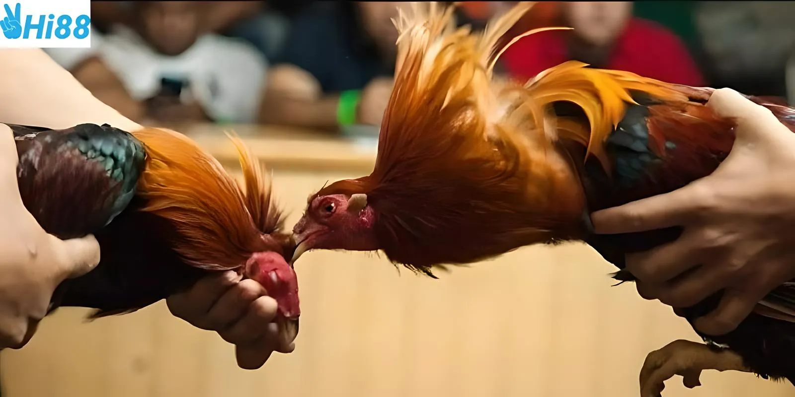 Sự hấp dẫn đến từ các chiến kê đá gà trực tiếp C1