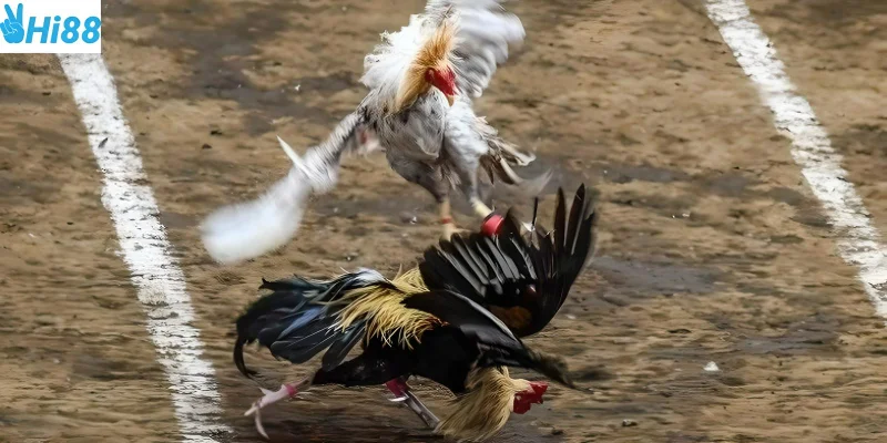 Tham gia một cách nhanh chóng tại Hi88