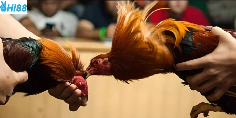 Cơ hội thắng lớn dành cho mọi người chơi