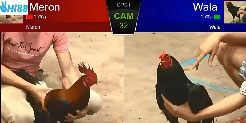 Những trận đấu hấp dẫn được trực tiếp mỗi ngày