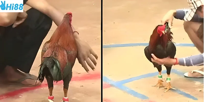 Tham gia nhanh chóng chỉ với vài bước đơn giản tại Hi88