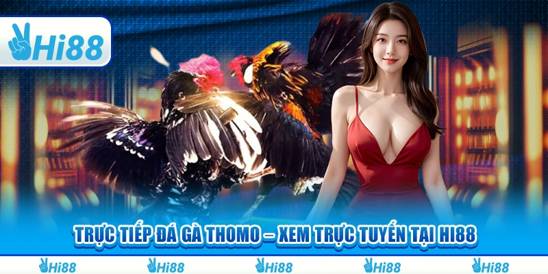 Trực Tiếp Đá Gà Thomo Hi88 – Xem Trực Tuyến Và Cá Cược