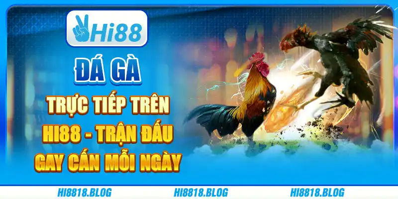 Đá Gà Trực Tiếp Trên Hi88 - Trận Đấu Gay Cấn Mỗi Ngày