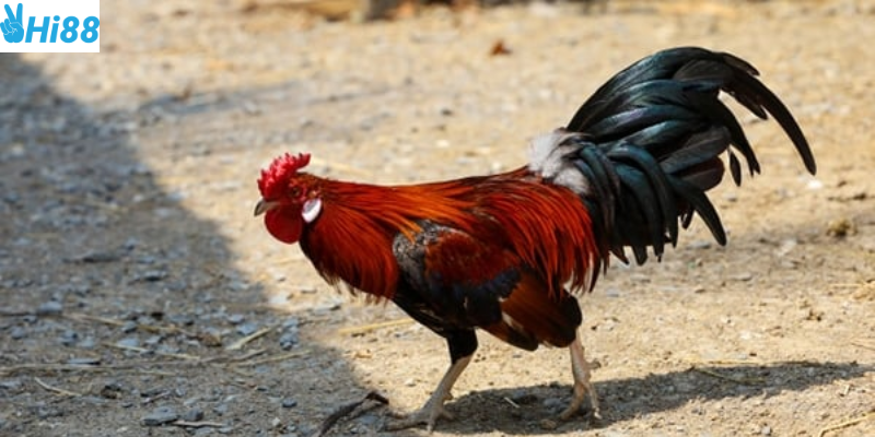 Bí quyết phân tích gà chiến giúp bạn lựa chọn đúng đắn