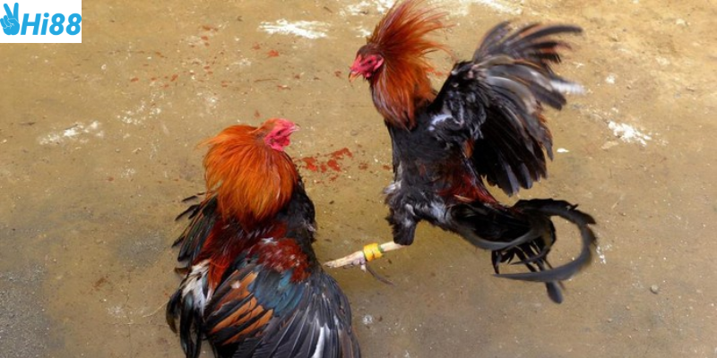 Chất lượng video sắc nét và thưởng hấp dẫn