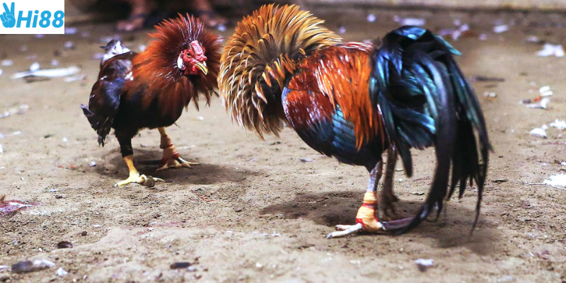 Chơi cá cược đá gà trực tiếp tại Hi88