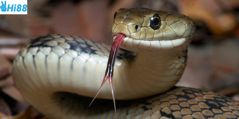 Cược chính xác và bí quyết nâng cao cơ hội thắng