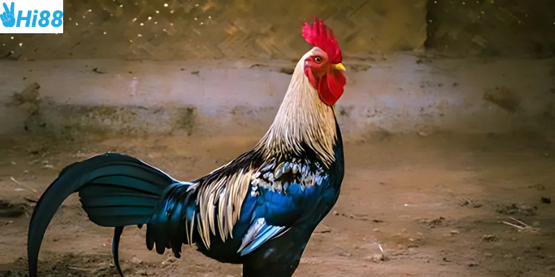 Đa dạng loại hình cược giúp người chơi dễ dàng tham gia