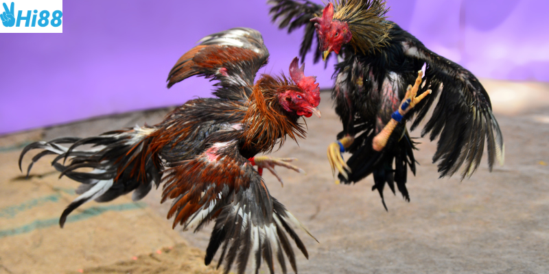 Đá gà cựa tròn truyền thống hấp dẫn người chơi