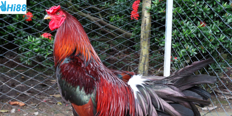 Đá gà hoang dã bộ môn giải trí hấp dẫn tại Hi88