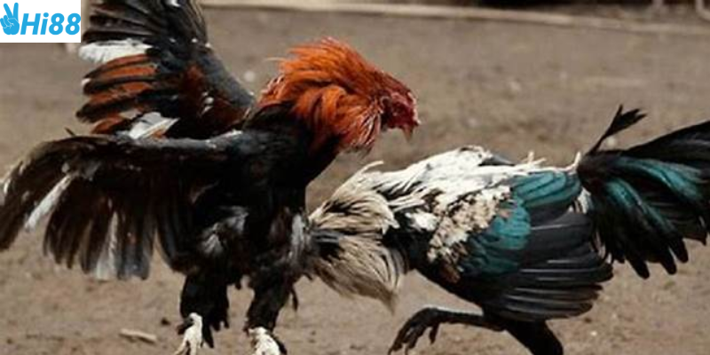 Đá gà tre sức hấp dẫn từ những trận đấu kịch tính