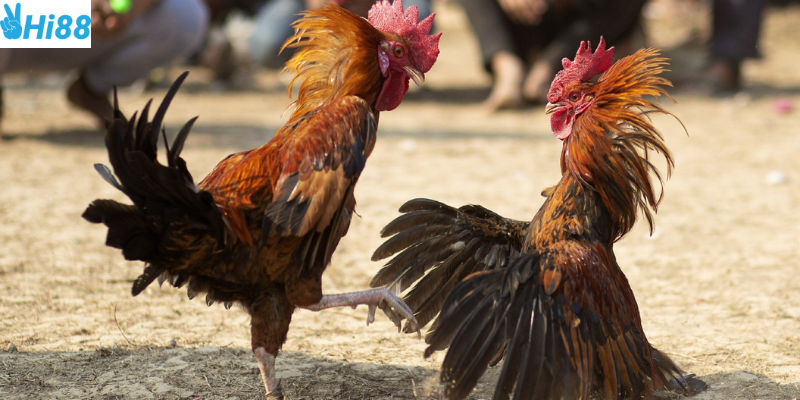 Dự đoán kết quả và quản lý vốn để thắng lớn