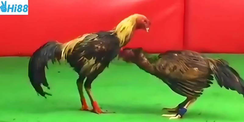 Nắm vững các loại cược giúp bạn phân tích kèo chính xác