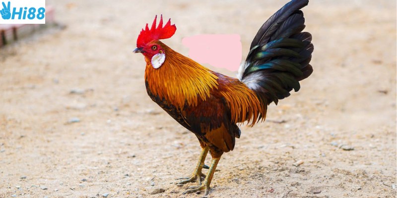 Nắm vững quy tắc chọn chiến binh giúp bạn thắng lớn