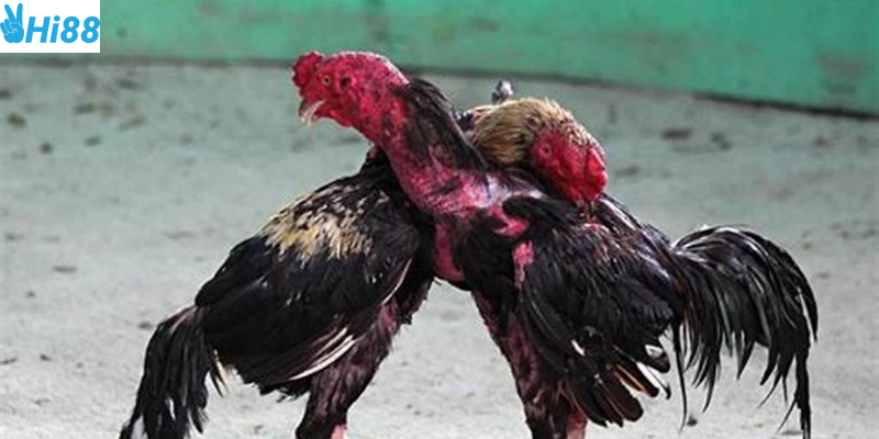Nhận biết gà chiến mạnh để đặt cược hợp lý