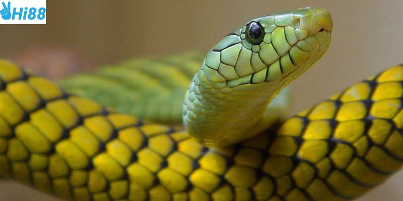 Những con số may mắn và cách xác định