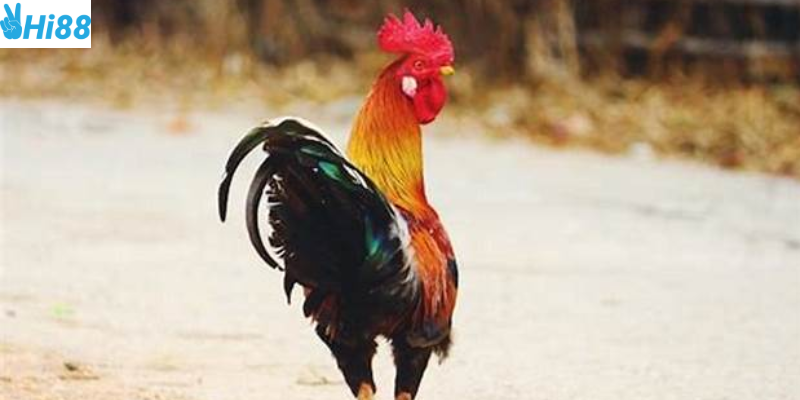 Phần thưởng hấp dẫn và cộng đồng người chơi mạnh