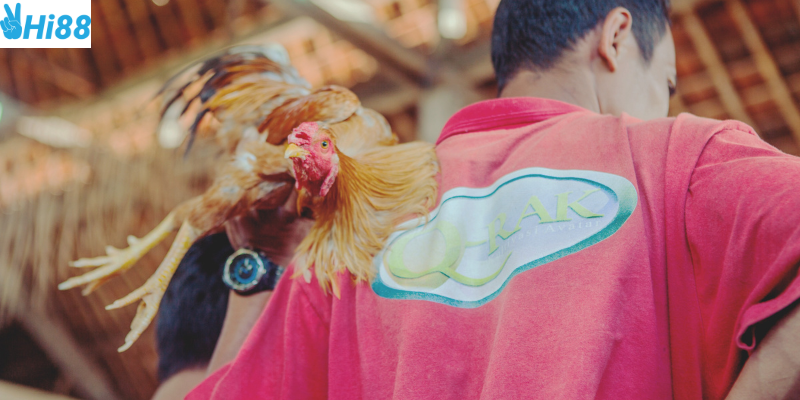 Phân tích kỹ năng chiến kê và bí quyết cược