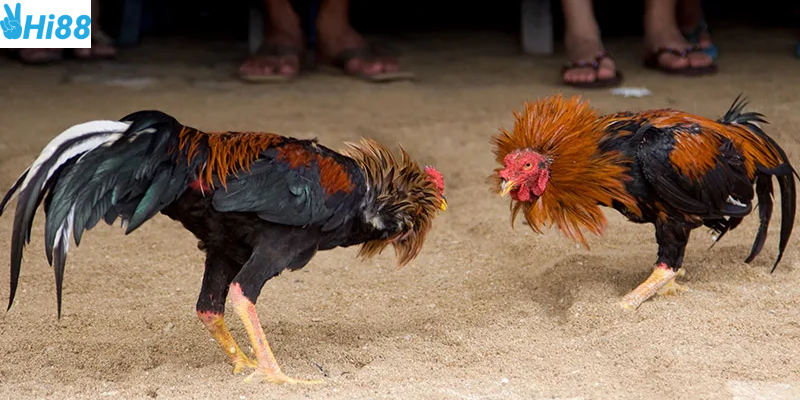 Phân tích trận đấu và chọn chiến kê hợp lý