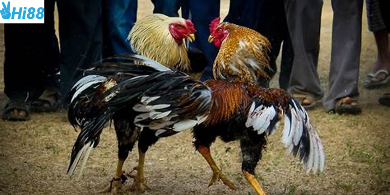 Phát sóng trực tiếp và thanh toán nhanh chóng