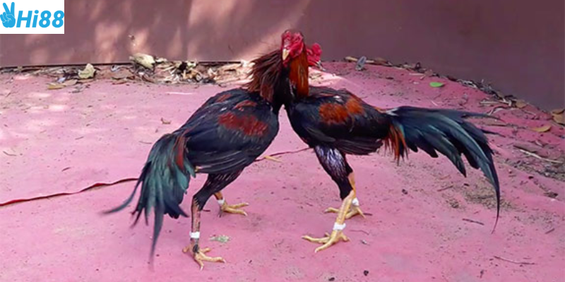 Quy trình tham gia cá cược dễ dàng