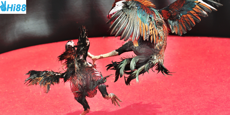 Quy trình tham gia cược dễ dàng và thắng lớn