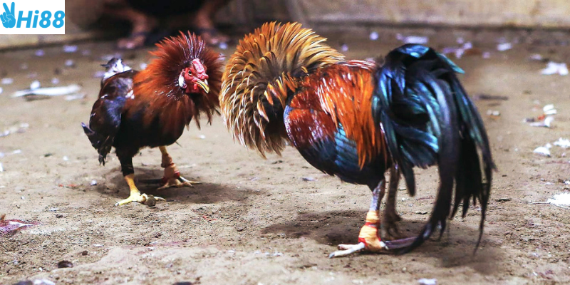 Tham gia cược trực tiếp đá gà Thomo tại Hi88