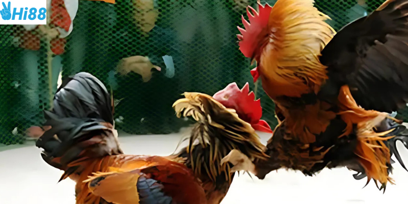 Theo dõi tỷ lệ cược và nghiên cứu chiến kê