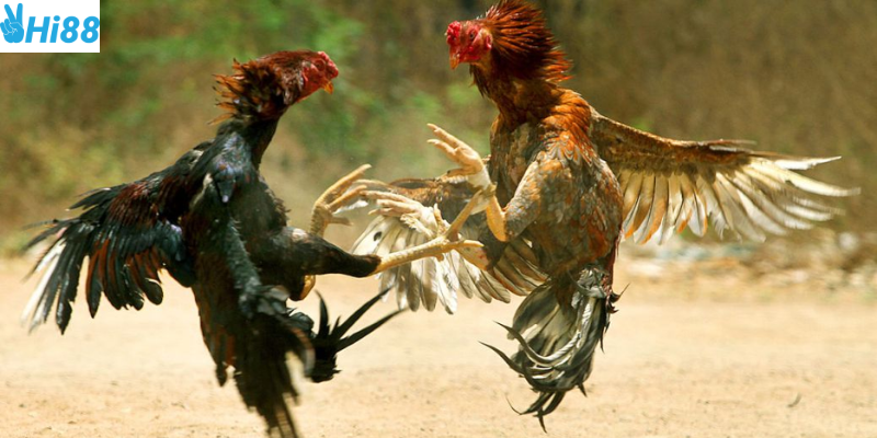 Tìm hiểu kỹ về chiến kê và đặt cược hợp lý