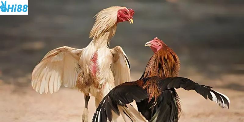 Tìm hiểu về bộ môn đá gà SV388 tại Hi88