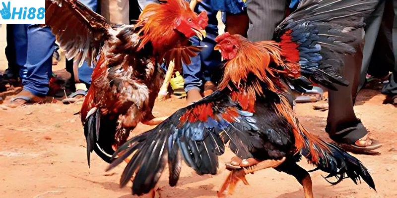 Tìm hiểu về đá gà Thomo tại Hi88