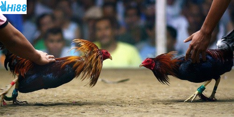 Trực tiếp đá gà Thomo Hi88 hấp dẫn người chơi