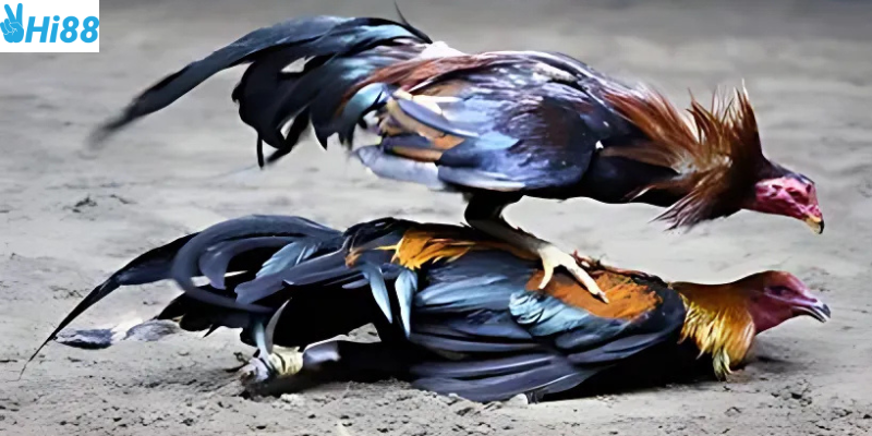 Truy cập nhanh chóng và đặt cược đơn giản