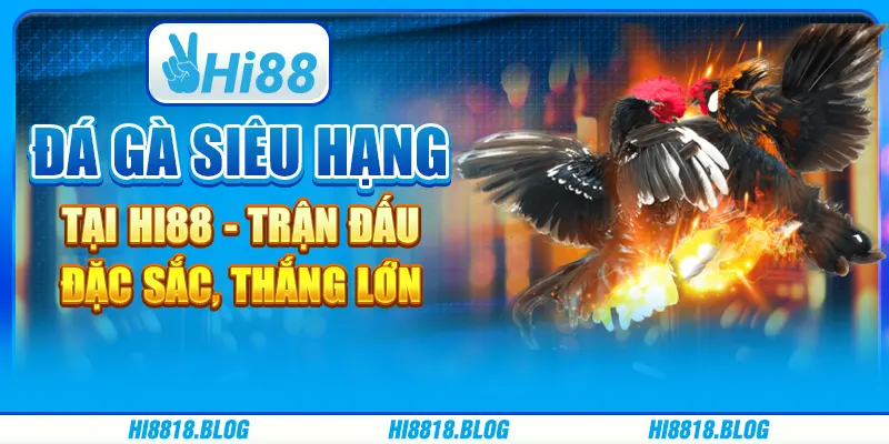 Đá Gà Siêu Hạng Tại Hi88 - Trận Đấu Đặc Sắc, Thắng Lớn