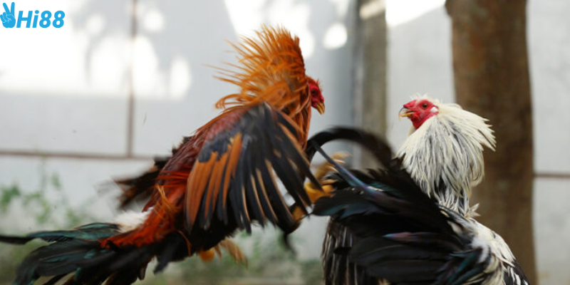 Chọn chiến kê và tìm hiểu tỷ lệ cược