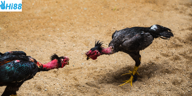 Chọn trận đấu phù hợp và phân tích chiến kê