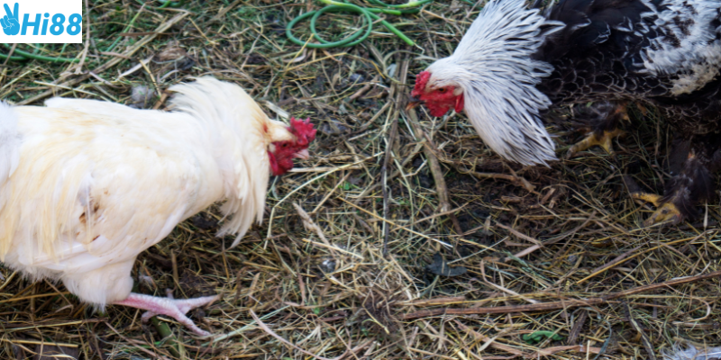 Khám phá đá gà chọi Thái Lan tại Hi88