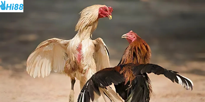 Khám phá sức hấp dẫn của đá gà siêu hạng