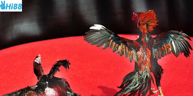 Khám phá sức hấp dẫn của đấu gà thần tốc