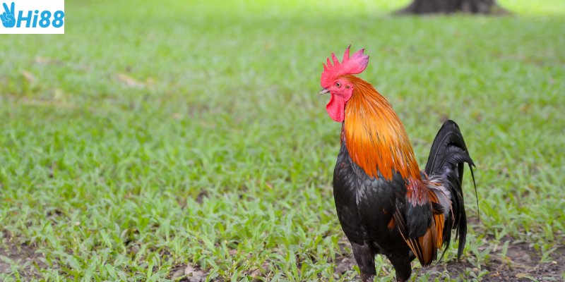 Lựa chọn tỷ lệ cược và phong độ chiến kê