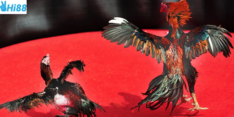 Phân tích đối thủ và chiến thuật cược