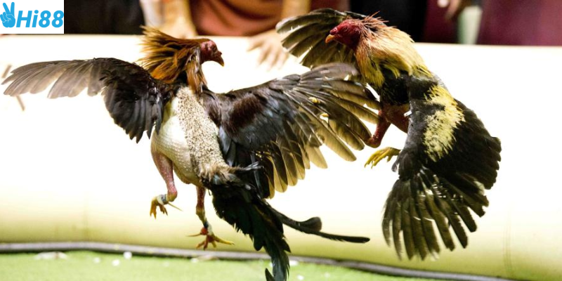 Phân tích phong độ chiến kê và đặt cược