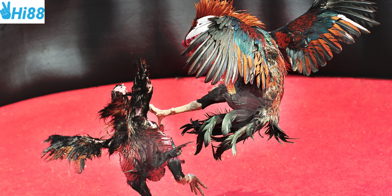 Phong cách thi đấu nổi bật của chiến kê