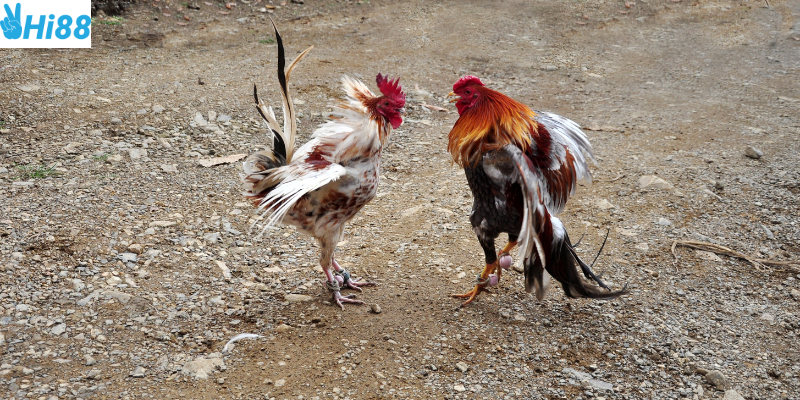 Quan sát phong độ và đặt cược hợp lý