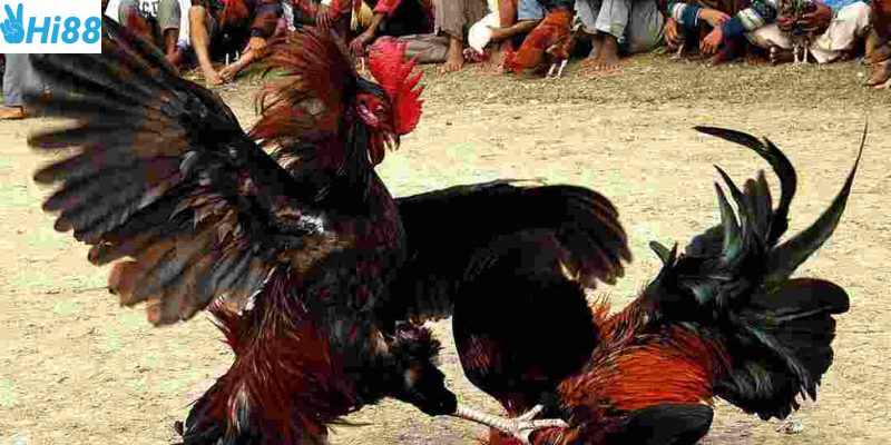 Quan sát trận đấu và quản lý thời gian